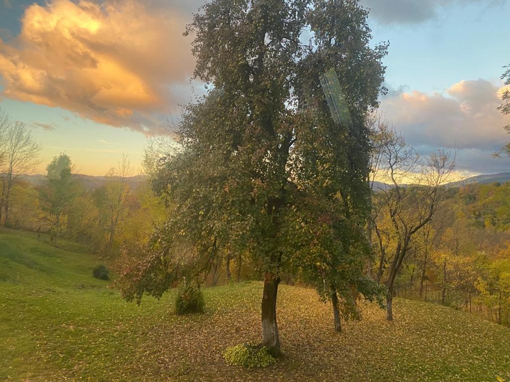 Casutele Din Poienita Comarnic