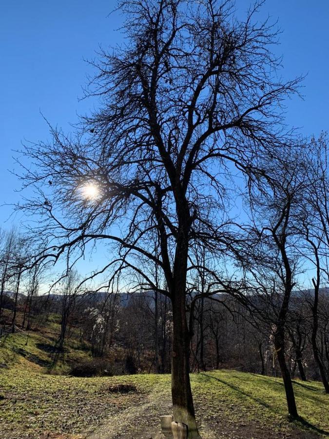 Casutele Din Poienita